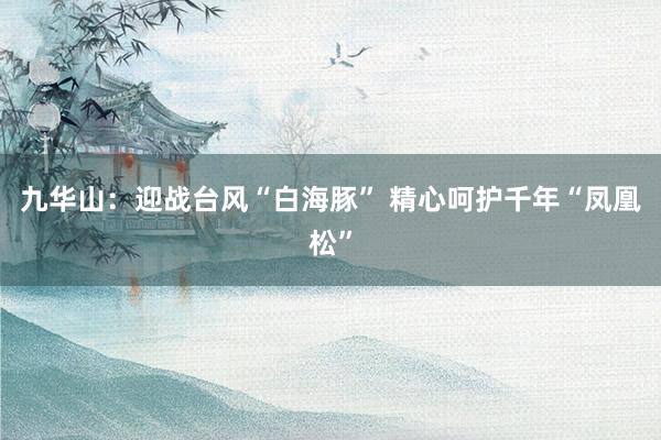 九华山：迎战台风“白海豚” 精心呵护千年“凤凰松”